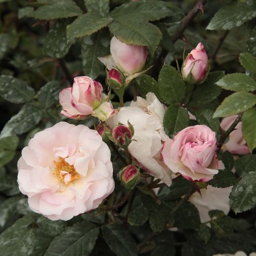 Gärtnerei - Rosa Félicité et Perpétue - weiß - ramblerrosen - stark duftend - Antoine A. Jacques - Man kann mit ihren langen Trieben Zäune und Rosenbögen beranken. Sie mag auch Halbschatten.